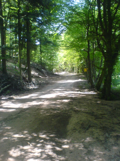 Waldweg